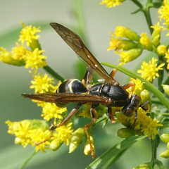 Polistes fuscatus