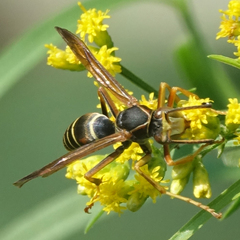 Polistes fuscatus