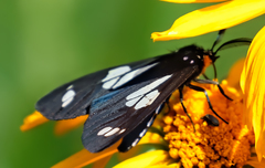 Gnophaela discreta