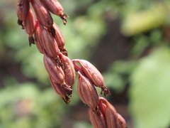 Corallorhiza striata