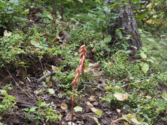 Corallorhiza striata