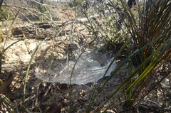 Corasoides australis