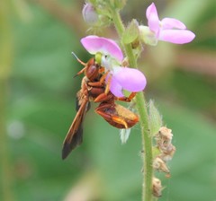 Dianthidium macrurum