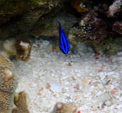 Pomacentrus grammorhynchus