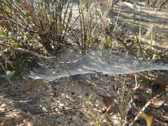 Corasoides australis