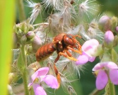 Dianthidium macrurum