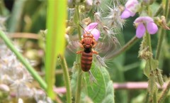 Dianthidium macrurum