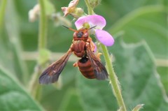 Dianthidium macrurum