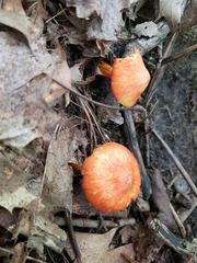 Hygrocybe