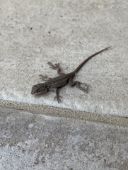 Sceloporus occidentalis