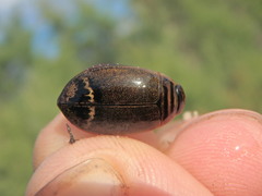 Acilius semisulcatus