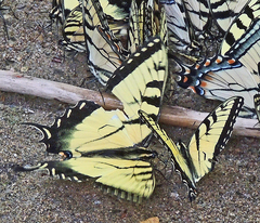 Papilio appalachiensis