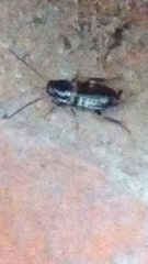 Periplaneta fuliginosa