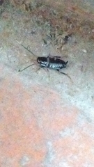 Periplaneta fuliginosa