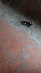 Periplaneta fuliginosa