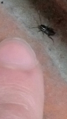 Periplaneta fuliginosa