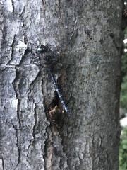 Aeshna canadensis