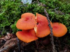 Hygrocybe