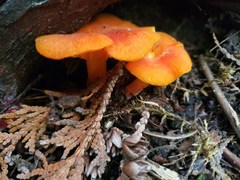 Hygrocybe