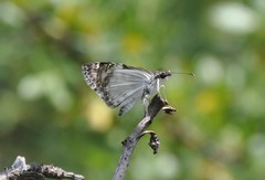 Chiomara georgina georgina