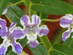 Angelonia biflora