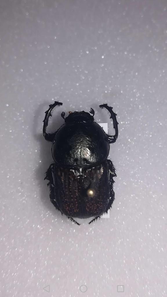 Cheironitis irroratus