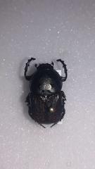 Cheironitis irroratus