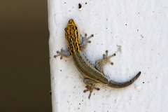 Lygodactylus picturatus