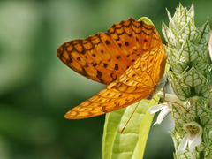 Phalanta phalantha phalantha