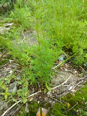 Tagetes filifolia