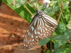 Ideopsis vulgaris macrina