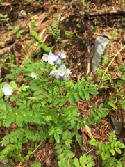 Polemonium pulcherrimum delicatum