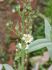 Lactuca indica