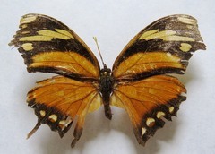 Consul fabius cecrops