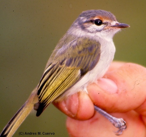 Rufous-Browed Tyrannulet