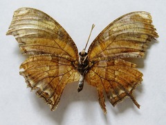 Consul fabius cecrops