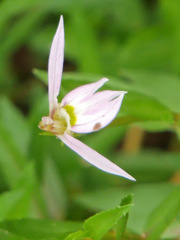 Lobelia chinensis