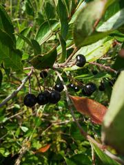 Aronia melanocarpa