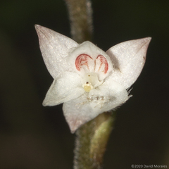 Cranichis ciliilabia