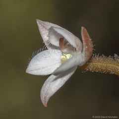 Cranichis ciliilabia
