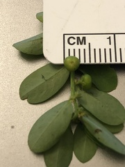 Phyllanthus evanescens