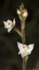 Cranichis ciliilabia