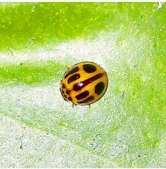 Cryptognatha gemellata