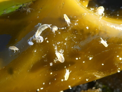 Megalorchestia pugettensis