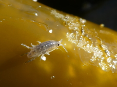 Megalorchestia pugettensis