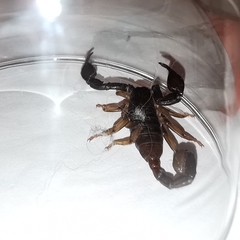 Euscorpius italicus