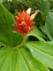 Costus productus