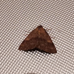 Phytometra viridaria