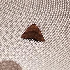 Phytometra viridaria