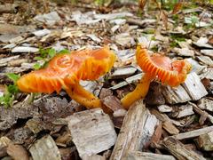 Hygrocybe